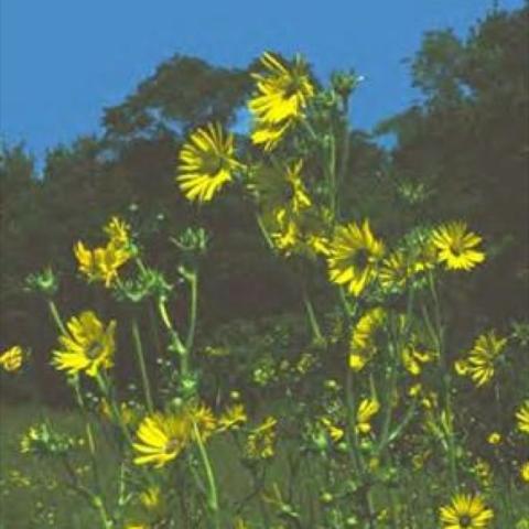 Silphium lacianatum, tall yellow sunflower-like blooms