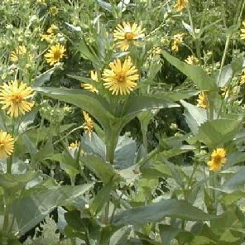 Silphium perfoliatum, yellow sunflower flowers and cupped leaves