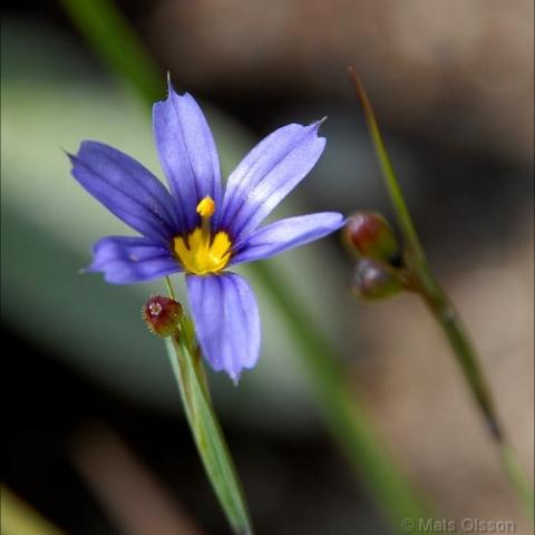 Sisyrinchium angustifolium, blue-lavender flower on a grassy stem