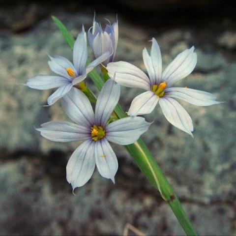 Sisyrinchium campestre, lightest blue winsome flowers clustered on a grassy stem