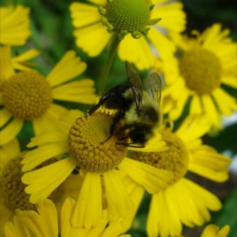 Helenium autumnale, ragged-edged yellow daisies with yellow centers and a bee!