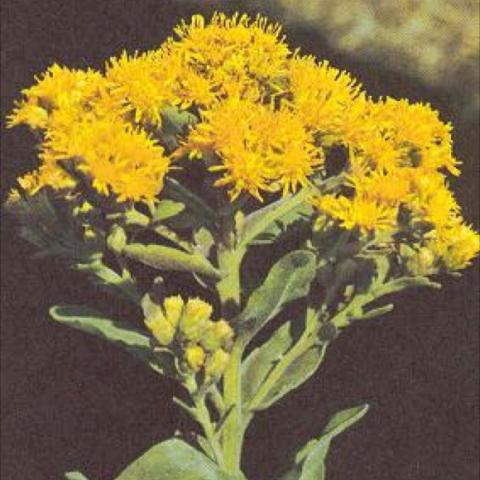 Solidago rigida, yellow small flowers in a group