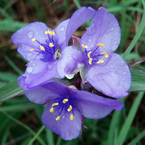 Tradescantia ohioensis, triple cluster of purple three-petalled flowers