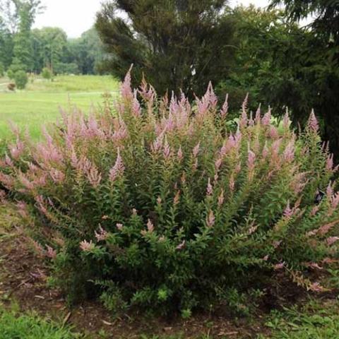 Spiraea tomentosa, wide shrub with pink spires of flowers