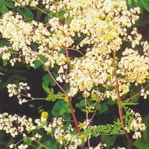 Thalictrum dasycarpum, many tiny flowers on tall stems