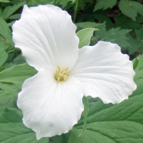 Trillium grandiflorum, white three-petaled flowers