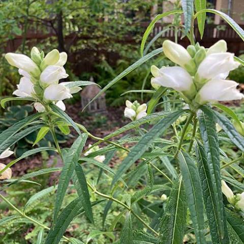 Chelone glabra, white flower heads that look like turtle heads, really!