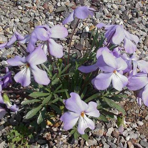 Viola pedata, pale violet with dissected green leaves