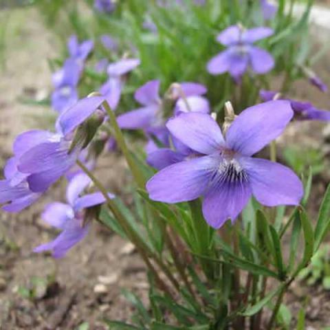 Viola pedatifida, light violet bloom and divided foliage