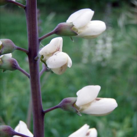Baptisia alba, white pea flowers and dark stem