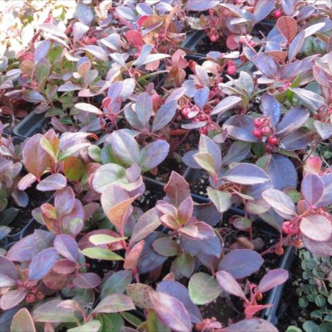 Gaultheria procumbens, reddish colored leaves