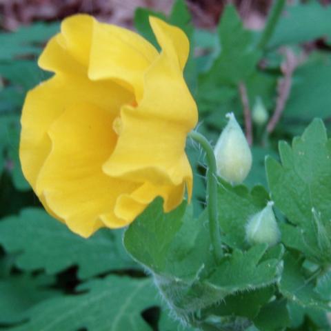 Stylophorum diphyllum, bright yellow flower close up