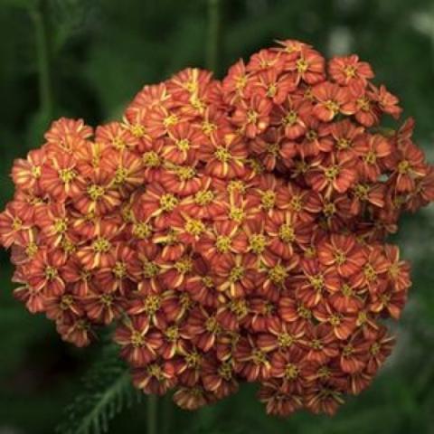 Achillea 'Desert Eve Terracotta', rusy orange cluster of flowers