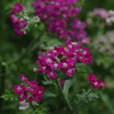 Achillea New Vintage Violet, dark magenta small flowers in clusters