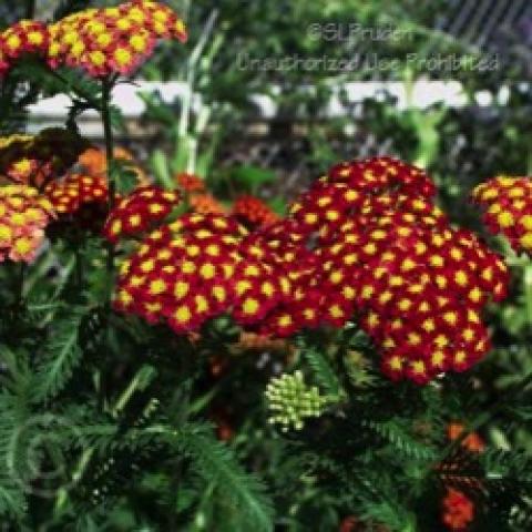 Achillea Strawberry Seduction, dark red with yellow eyes