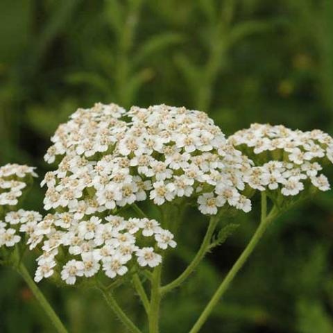 Achillea mulefolium, white clustered flowers