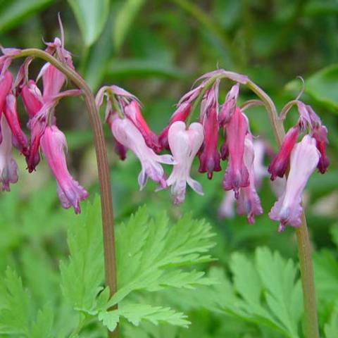 Dicentra eximia, flattened and elongated pink heart flowers over green divided leaves