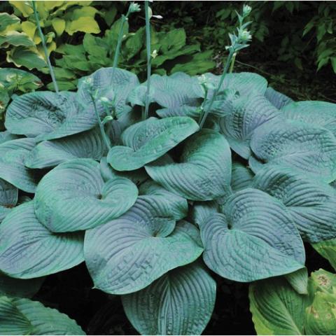 Hosta Humpback Whale, very large blue-leaved hosta, white flowers