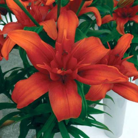 Lilium Red Twin, double orange-red lily