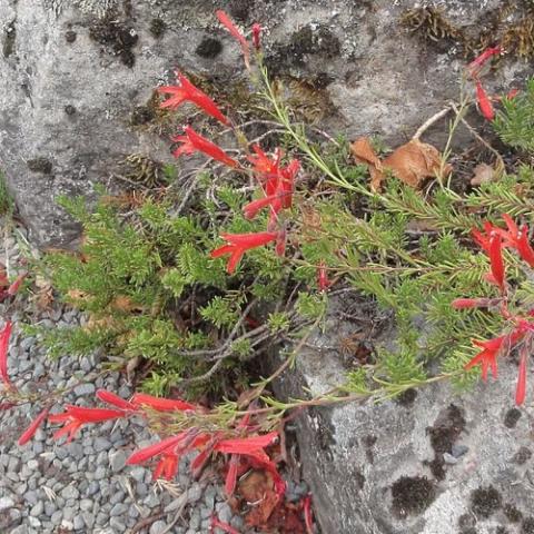 Penstemon pinifolius, low plant with red tubular flowers