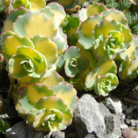 Sedum sieboldii Mediovariegatum, yellow and green succulent leaves