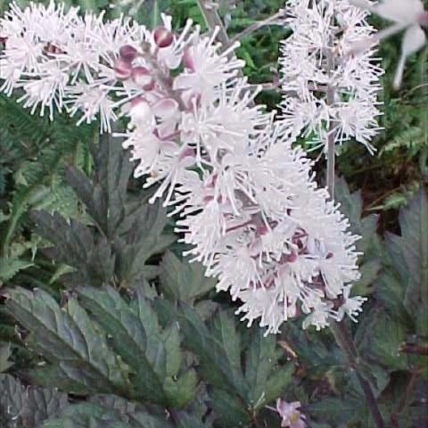 Actaea 'Brunette', pinkish white bottlebrushes and dark green leaves