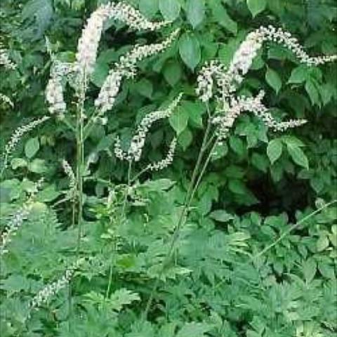 Actaea racemosa, white candles of flowers