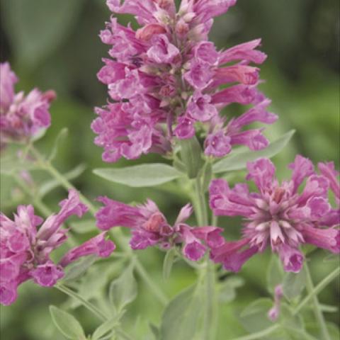 Agastache 'Pink Pop', medium pink flowers