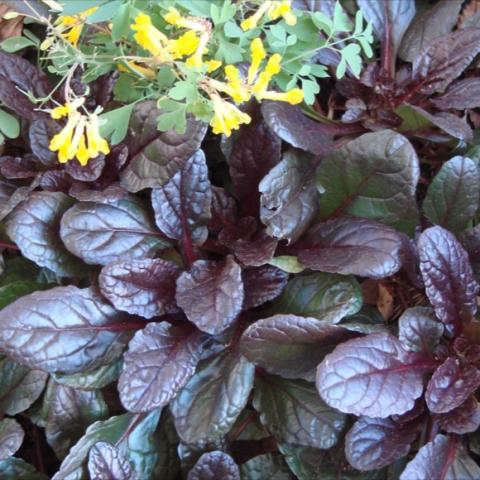 Ajuga 'Black Scallop', glossy dark leaves