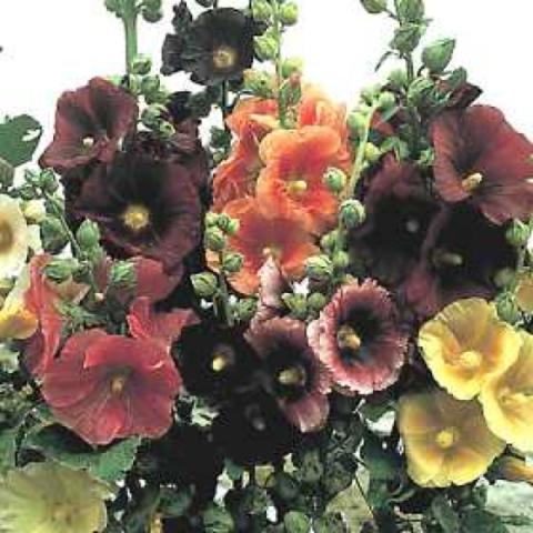 Alcea 'Indian Spring', mix of colors