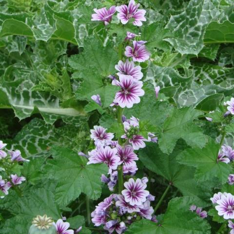 Malva zebrina, light lavender hollyhocks with dark purple throats