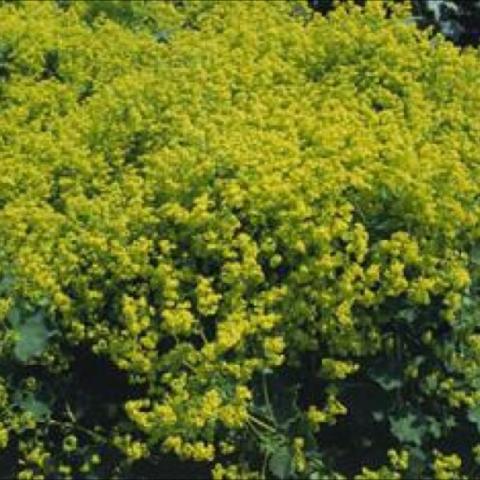 Alchemilla 'Thriller', many small yellow flowers