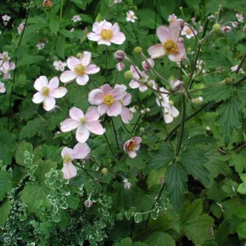 Anemone 'September Charm', light pink 5-petalled flowers showing habit