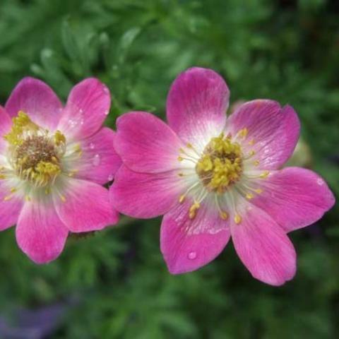 Anemone 'Annabella Deep Pink', bright pink single flowers