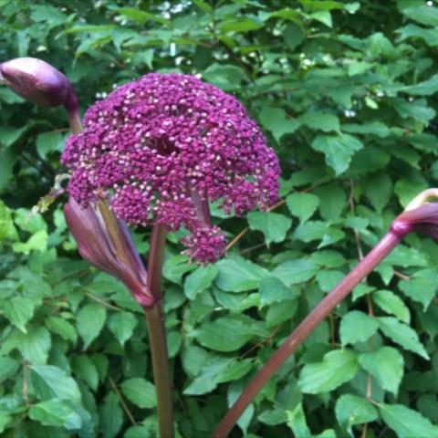 Angelica gigas, purple flower panicle and stem