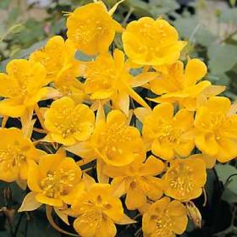 Aquilegia 'Songbird Goldfinch', daffodil-yellow origami flowers