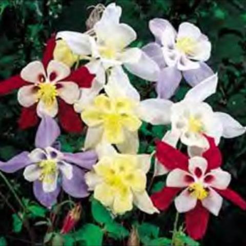Aquilegia 'Songibrd Mix', multicolored origami flowers