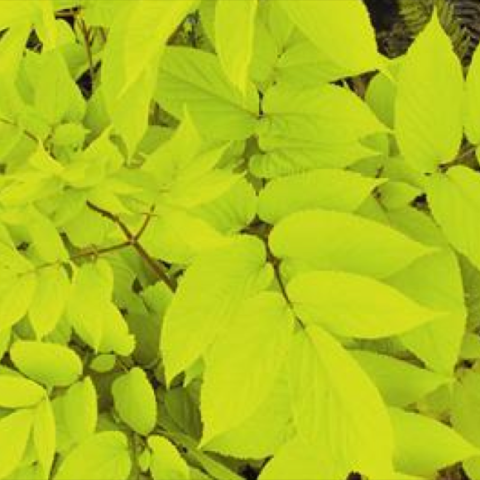 Aralia 'Sun King', neon yellow-green leaves