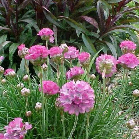 Armeria 'Bloodstone', pink cushion flowers, green grass-like leaves
