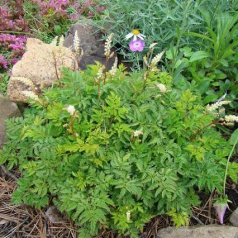 Aruncus 'Noble Spirits', green plant with white plumes