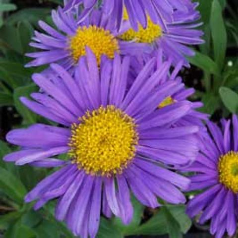 Aster 'Dark Beauty', strong lavender petals and large yellow center