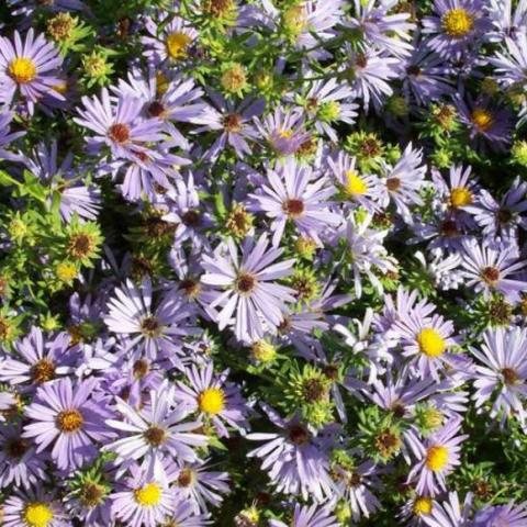 Aster 'October Skies', light lavender small daisies with yellow centers