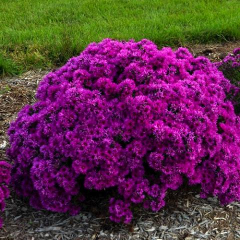 Aster Pink Crush, violet magenta flowers covering a dome-shaped plant