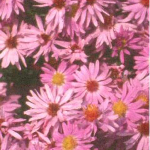 Aster 'Professor Anton Kippenberg', pink asters with yellow centers