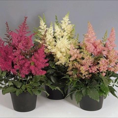 Astilbe 'Astary Mix', pink white and almost red