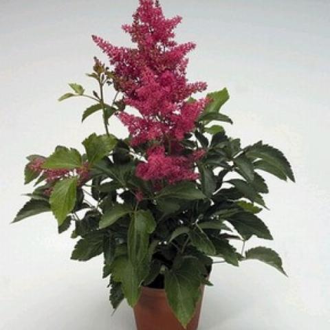 Astilbe 'Astary Rose', dusky pink plumes