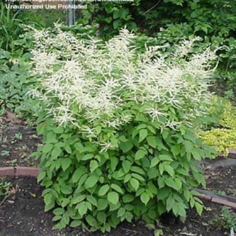 Asilbe 'Bridal Veil', tall with white flowers