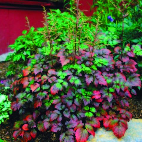 Astilbe 'Color Flash', red leaves mixed with green