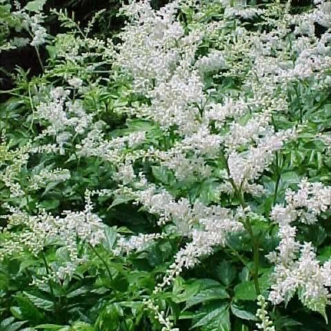 Astilbe 'Deutschland' white plumes