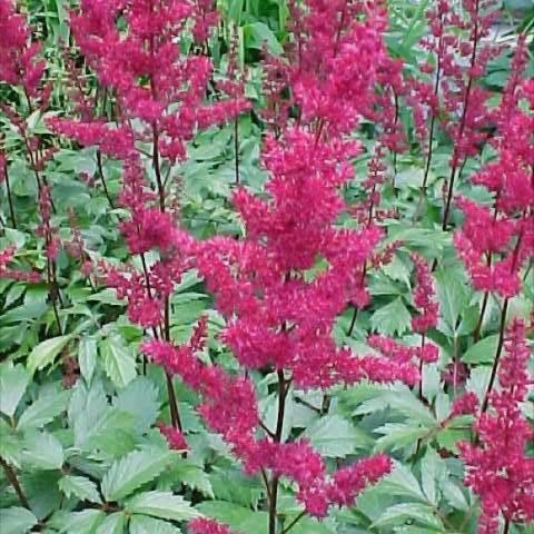 Astilbe 'Fanal Red', bright red-magenta plumes